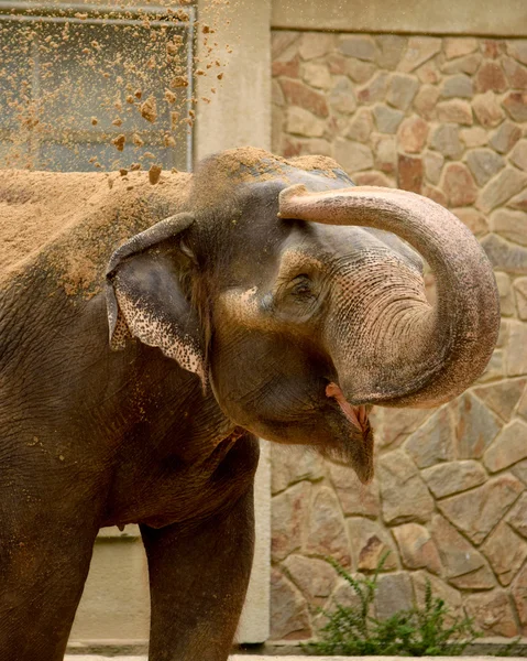 Elephant. — Stock Photo, Image