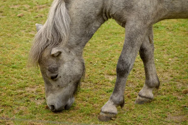 Pferd. — Stockfoto