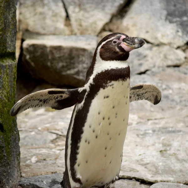 Penguen. — Stok fotoğraf