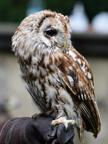 Owl. — Stock Photo, Image