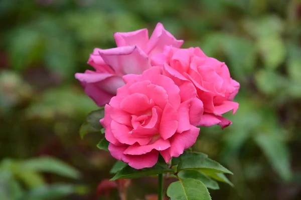 Rosa.. — Foto de Stock