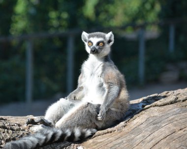 Lemur. clipart