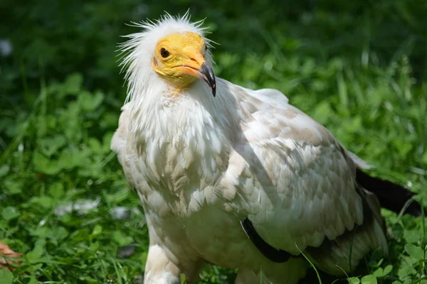 Vögel. — Stockfoto