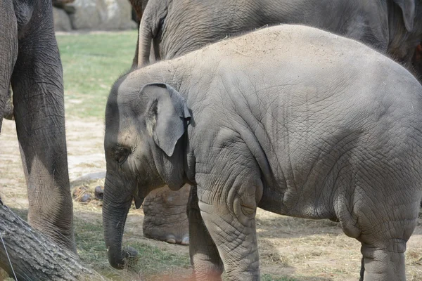 Elefante. — Fotografia de Stock