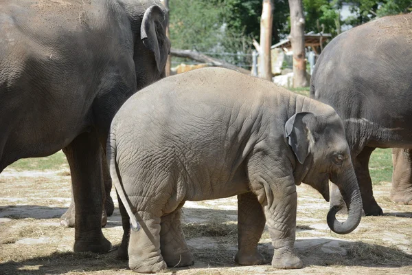 Elefante. — Foto Stock