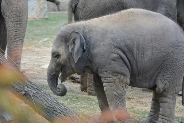 Elephant. — Stock Photo, Image