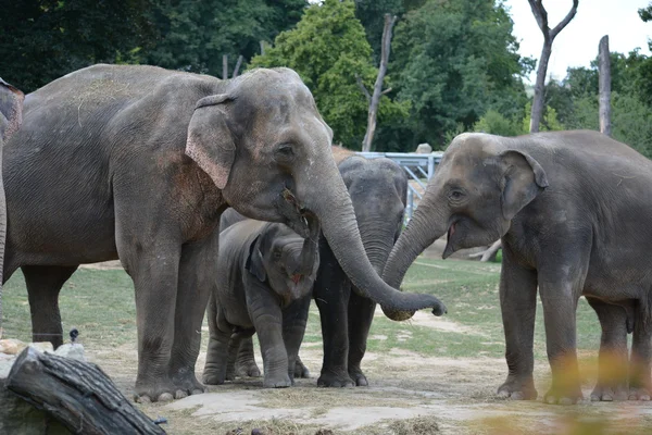 Elefante. — Foto Stock