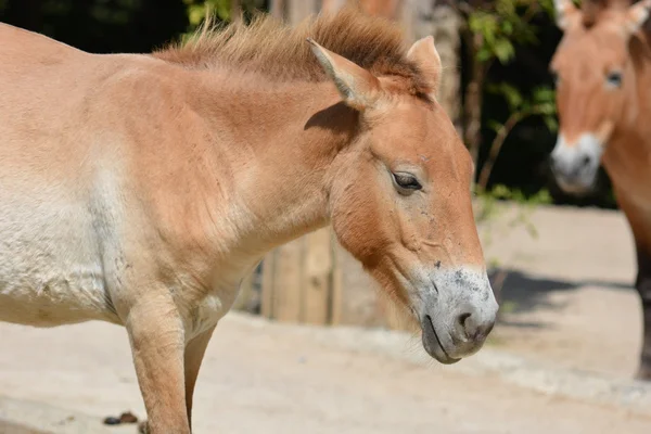 Animales.. — Foto de Stock