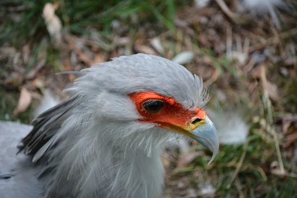 Birds. — Stock Photo, Image