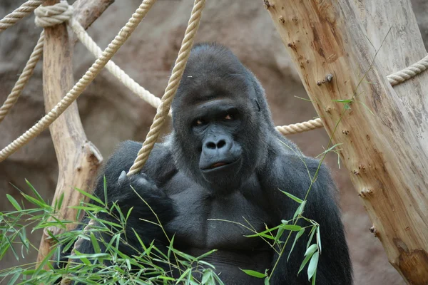 Gorilla. — Stockfoto