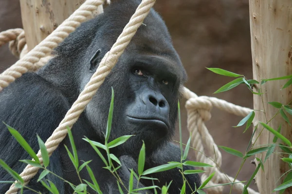 Gorilla. — Stockfoto