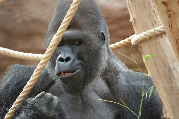 Gorilla. — Stockfoto