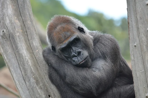 Gorila . — Foto de Stock