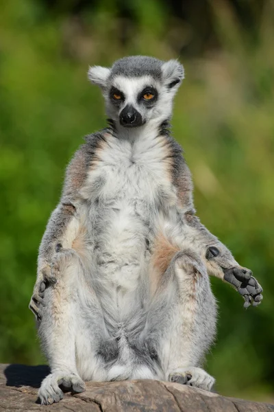 Lemur. — Stockfoto