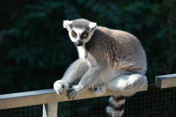 Lemur. — Stock Photo, Image