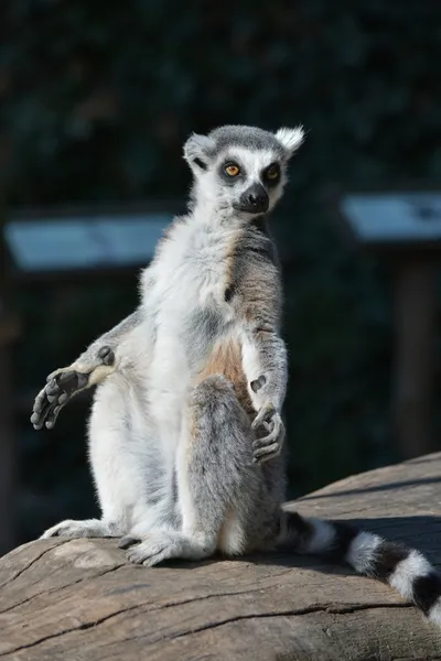 Lemur. — Stock Photo, Image