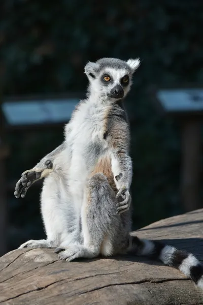 Lemur. — Stockfoto