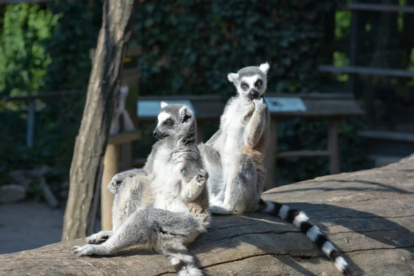 Lemur. — Stockfoto