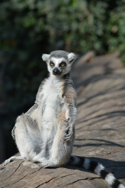 Lemurer. — Stockfoto