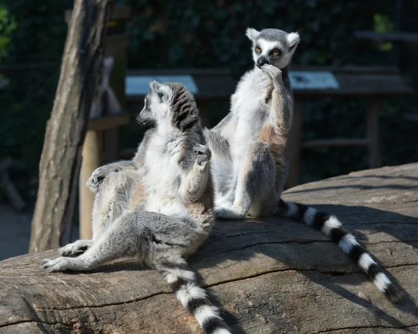 キツネザル. — ストック写真