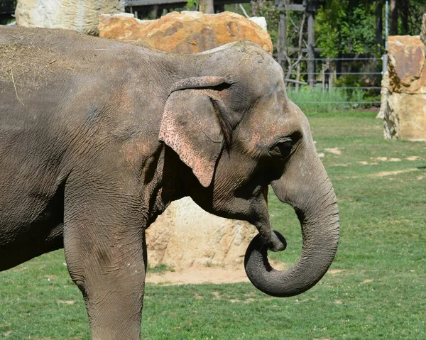 Elefant . — Fotografie, imagine de stoc
