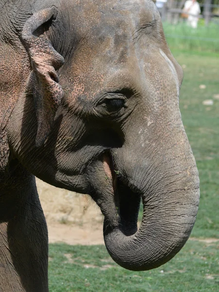 Elefante. — Fotografia de Stock