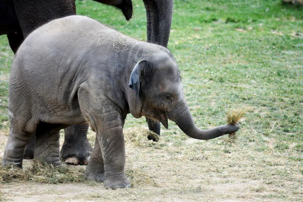 Elephant. — Stock Photo, Image