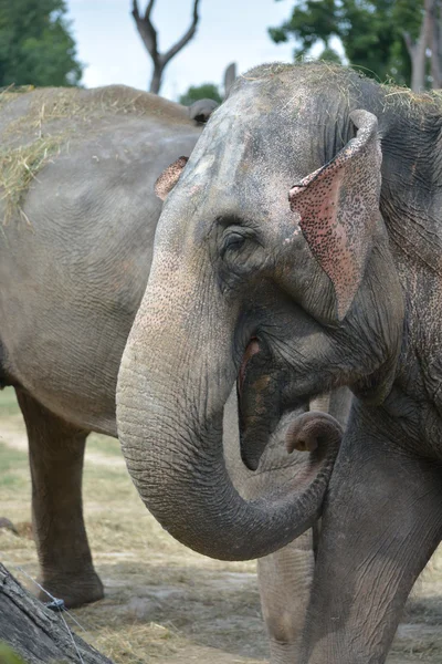 Elefante. — Fotografia de Stock