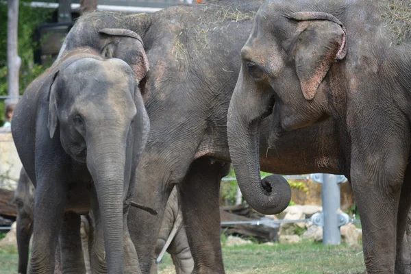 Elefante. — Foto de Stock