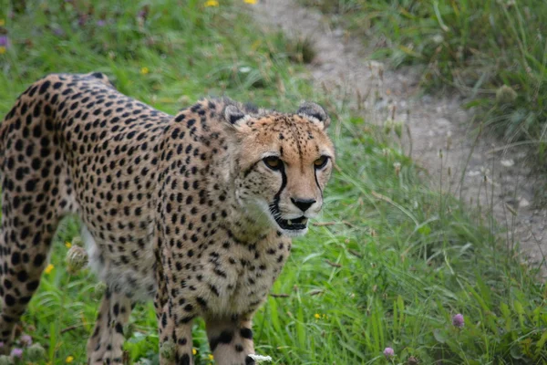 Cheetah. — Stock Photo, Image