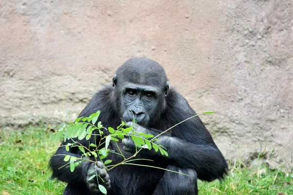 Gorilla. — Stockfoto