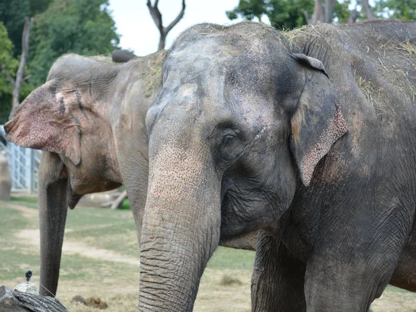 Elefante. — Foto de Stock