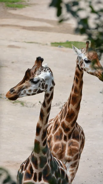Giraffa. — Foto Stock