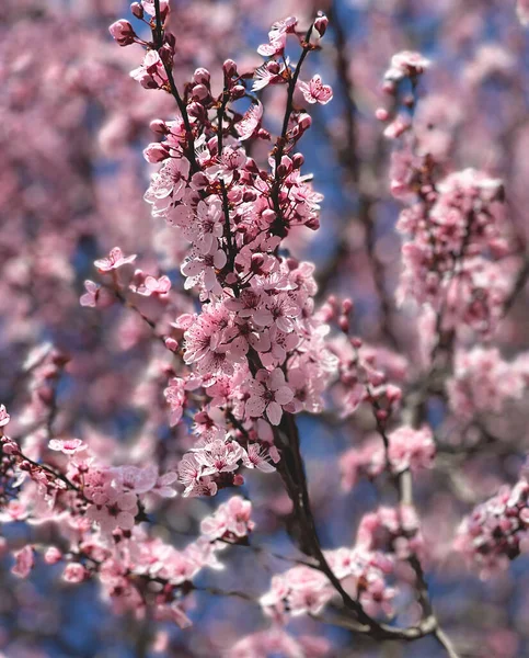 Arbre Sakura Fleurs Fleurs Cerisier — Photo