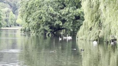 Beautiful swans and ducks swim in the lake. Relaxing stock video footage. Delightful swans and ducks joyfully and with pleasure spend their time in the water. 