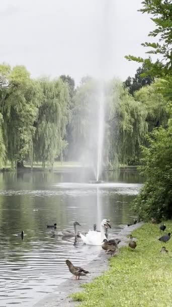 Beautiful Swans Ducks Swim Lake Vertical Format Video Relaxing Stock — 图库视频影像