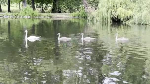 Four Swans Swim One Another Beautiful Water Beautiful Swans Ducks — стоковое видео