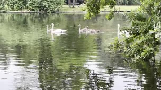 Five Swans Swim One Another Beautiful Water Beautiful Swans Ducks — Vídeos de Stock