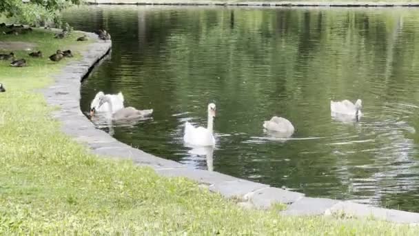 Beautiful Swans Ducks Swim Lake Relaxing Stock Video Footage — Vídeo de Stock