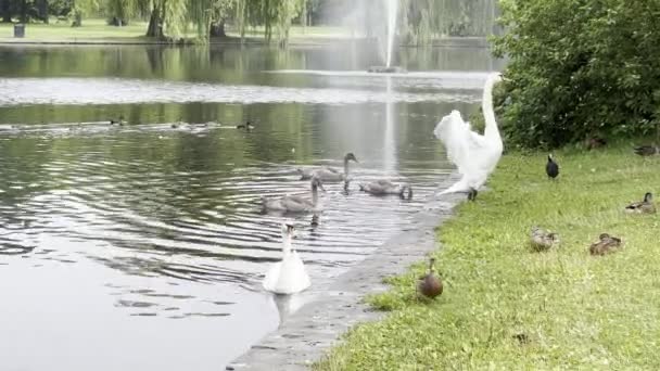 White Swan Beautifully Spreads Its Wings Waves Them Beautiful Swans — Stock Video