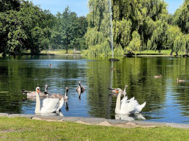 Beautiful swans and ducks swim in the lake. Stock photo.