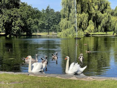 Beautiful swans and ducks swim in the lake. Stock photo.