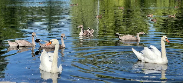 Beautiful Swans Ducks Swim Lake Stock Photo — Stockfoto