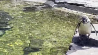Wonderful penguins near the pond on a sunny day. Relaxing stock video footage. 