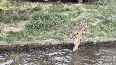The gaze of a tiger. Eye of the tiger. Tiger profile. Tiger walks and plays in the water. Relaxing stock video footage. 