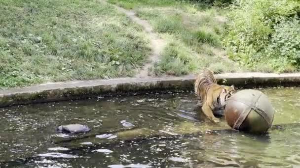 Tiger Walks Plays Water Powerful Tiger Close Gaze Tiger Eye — Stockvideo