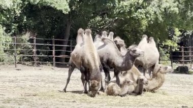 Group of camels in the park. Relaxing stock video footage. 