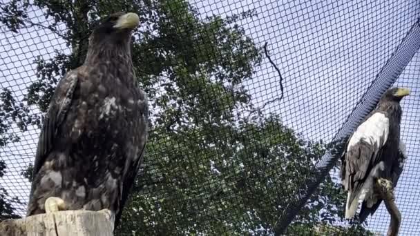 Steller Sea Eagle Heaviest Eagle World Stock Video Footage — Vídeo de stock