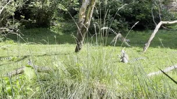 Funny Ring Tailed Lemurs Lemur Raised Tail Stock Video Clip — Vídeo de Stock