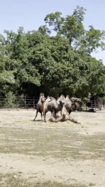 Group of camels in the park. Relaxing stock video footage. 